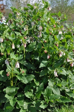 Storblomstret kulsukker Symphytum grandiflorum 5-10 potte P9