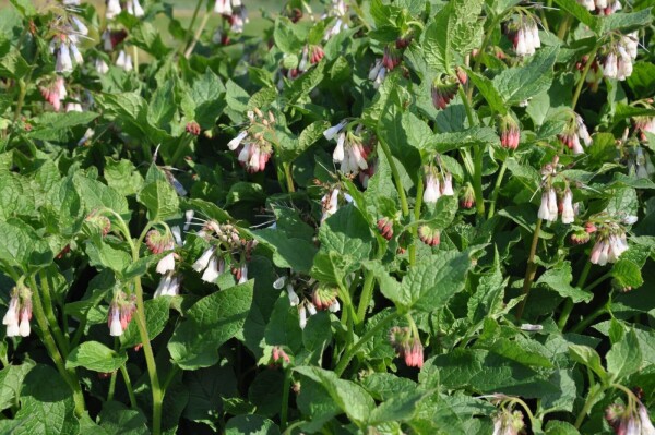 Symphytum grandiflorum