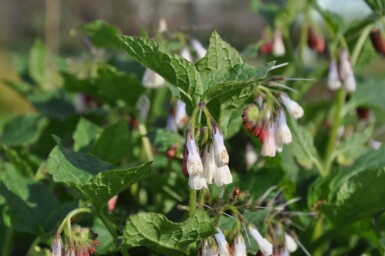 Storblomstret kulsukker Symphytum grandiflorum 5-10 potte P9