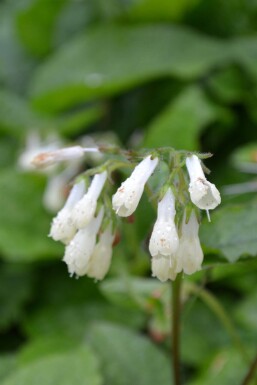 Consoude à grandes fleurs Symphytum grandiflorum 5-10 Pot 9x9 cm (P9)