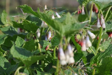 Storblomstret kulsukker Symphytum grandiflorum 5-10 potte P9