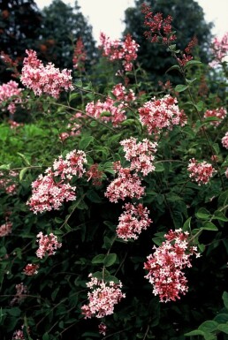 Syringa microphylla 'Superba' Syrener buske 40-50 i kruka C3