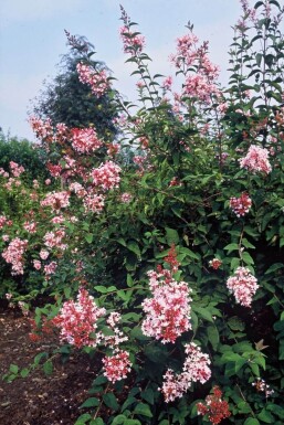 Dværgsyren Syringa microphylla 'Superba' busk 40-50 potte C3