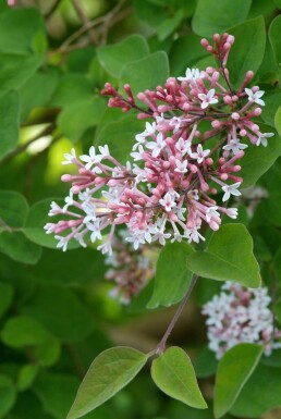 Lilas à petites feuilles Syringa microphylla 'Superba' Arbuste 40-50 Pot 3 l (C3)