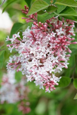 Lilas à petites feuilles Syringa microphylla 'Superba' Arbuste 40-50 Pot 3 l (C3)