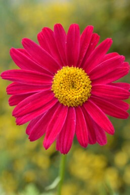 Wormkruid Tanacetum coccineum 'Robinson's Red' 5-10 Pot P9