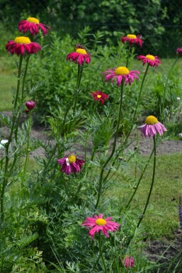 Tanaisie écarlate Tanacetum coccineum 'Robinson's Red' 5-10 Pot 9x9 cm (P9)