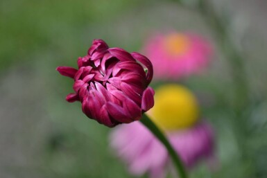 Rosenkrave Tanacetum coccineum 'Robinson's Red' 5-10 potte P9