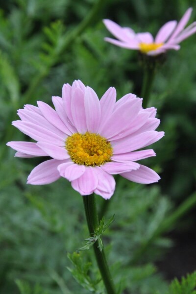 Tanacetum coccineum 'Robinson's Rose'