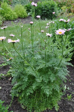 Wormkruid Tanacetum coccineum 'Robinson's Rose' 5-10 Pot P9