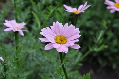 Bunte Margerite Tanacetum coccineum 'Robinson's Rose' 5-10 Topf 9x9 cm (P9)