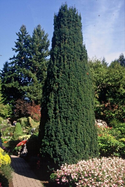 Taxus baccata 'Fastigiata'