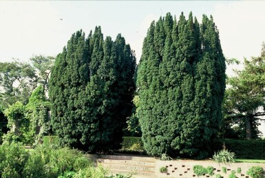 Taxus baccata 'Fastigiata' Irländsk idegran buske 100-125 i kruka C12