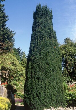 Taxus baccata 'Fastigiata' Irländsk idegran buske 100-125 i kruka C12