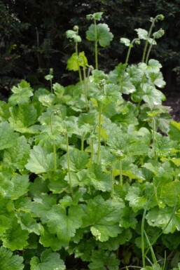 Tellima grandiflora Anagrambräcka 5-10 i kruka P9