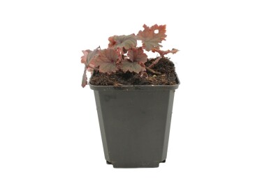 Storblomstret biskophat Tellima grandiflora 'Rubra' 5-10 potte P9