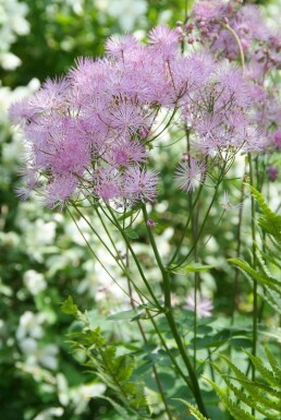 Pigamon à feuilles d'ancolie Thalictrum aquilegiifolium 5-10 Pot 9x9 cm (P9)