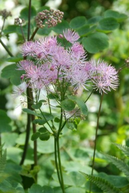 Akeleiblättrige Wiesenraute Thalictrum aquilegifolium 5-10 Topf 9x9 cm (P9)