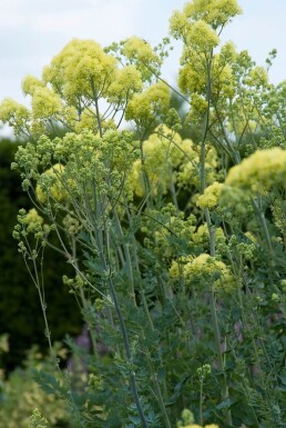 Poelruit Thalictrum flavum subsp. glaucum 5-10 Pot P9