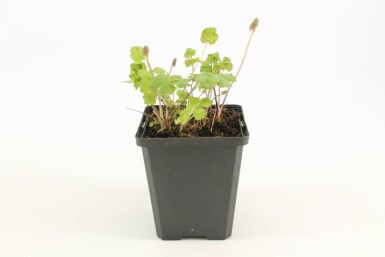 Poelruit Thalictrum flavum subsp. glaucum 5-10 Pot P9