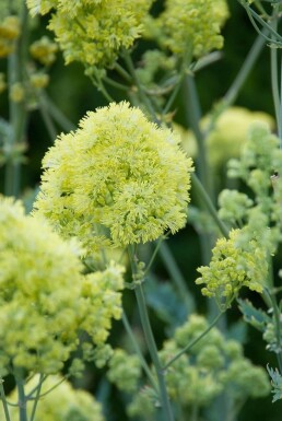 Thalictrum flavum subsp. glaucum Daggruta 5-10 i kruka P9