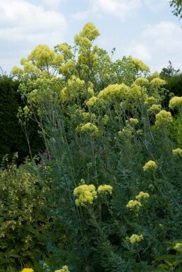 Thalictrum flavum subsp. glaucum Daggruta 5-10 i kruka P9