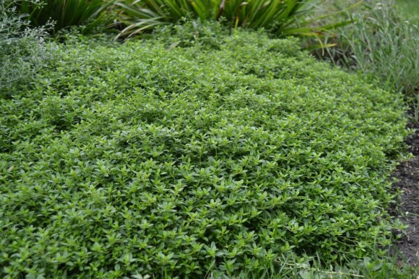 Thymus citriodorus 'Aureus'