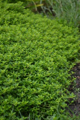 Thym citron Thymus × citriodorus 'Aureus' 5-10 Pot 9x9 cm (P9)