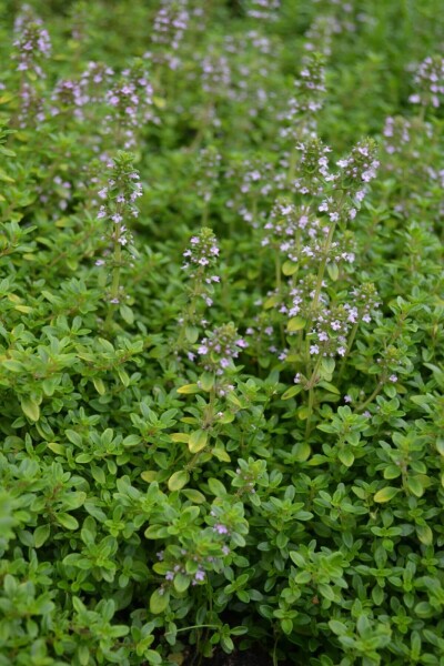 Thymus × citriodorus 'Bertram Anderson'