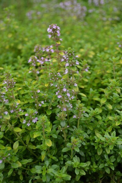 Thymus citriodorus 'Bertram Anderson'