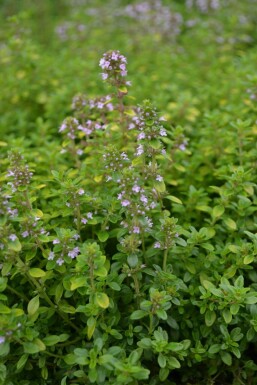 Thymus × citriodorus 'Bertram Anderson' Citrontimjan 5-10 i kruka P9