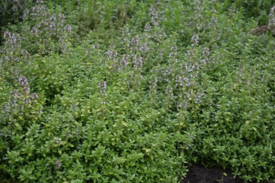 Thymus × citriodorus 'Bertram Anderson' Citrontimjan 5-10 i kruka P9