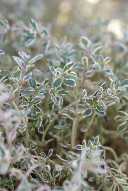 Thymus citriodorus 'Silver Queen'