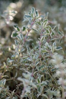 Thymus × citriodorus 'Silver Queen' Citrontimjan 5-10 i kruka P9