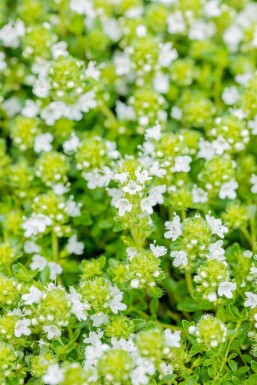 Thymus praecox 'Albiflorus' Junitimjan 5-10 i kruka P9