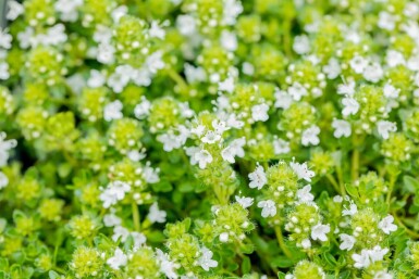 Thymus praecox 'Albiflorus' Junitimjan 5-10 i kruka P9