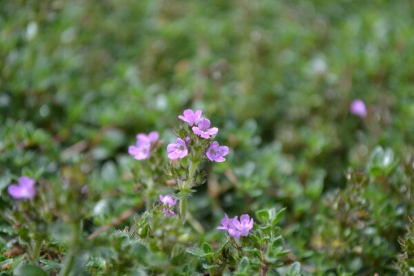 Thymus praecox 'Coccineus'