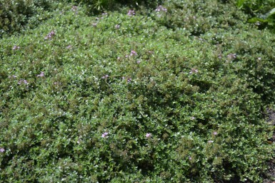 Thymus praecox 'Coccineus' Junitimjan 5-10 i kruka P9