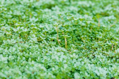 Thym précoce Thymus praecox 'Minor' 5-10 Pot 9x9 cm (P9)