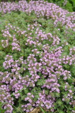 Tidlig timian Thymus praecox 'Pseudolanuginosus' 5-10 potte P9