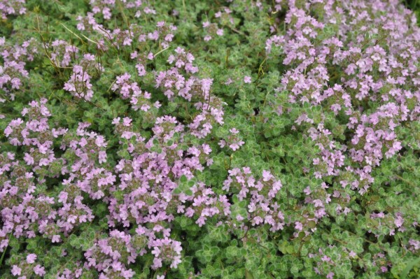 Thymus praecox 'Pseudolanuginosus'