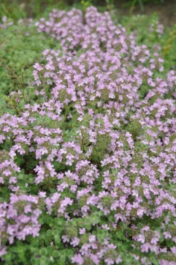 Tidlig timian Thymus praecox 'Pseudolanuginosus' 5-10 potte P9