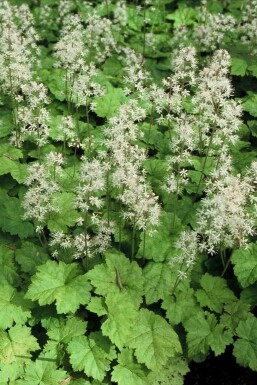 Herzblättrige Schaumblüte Tiarella cordifolia 5-10 Topf 9x9 cm (P9)