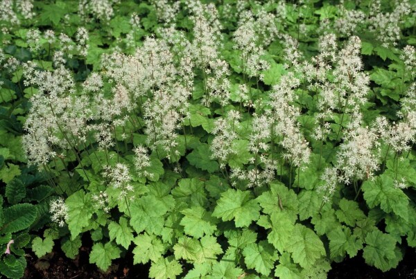 Tiarella cordifolia