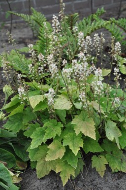 Amerikanische Schaumblüte Tiarella wherryi 5-10 Topf 9x9 cm (P9)