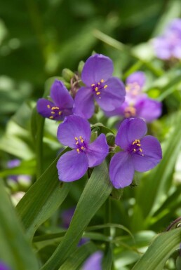 Éphèmère Tradescantia 'Zwanenburg Blue' 5-10 Pot 9x9 cm (P9)