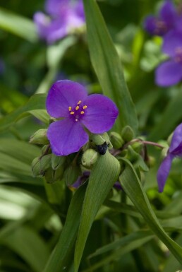 Tradescantia Tradescantia 'Zwanenburg Blue' 5-10 potte P9