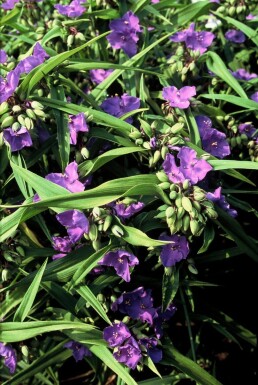 Eendagsbloem Tradescantia 'Zwanenburg Blue' 5-10 Pot P9