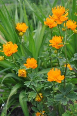 Trollius chinensis 'Golden Queen' Kinesiska smörbollar 5-10 i kruka P9