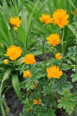 Trollius chinensis 'Golden Queen' Kinesiska smörbollar 5-10 i kruka P9